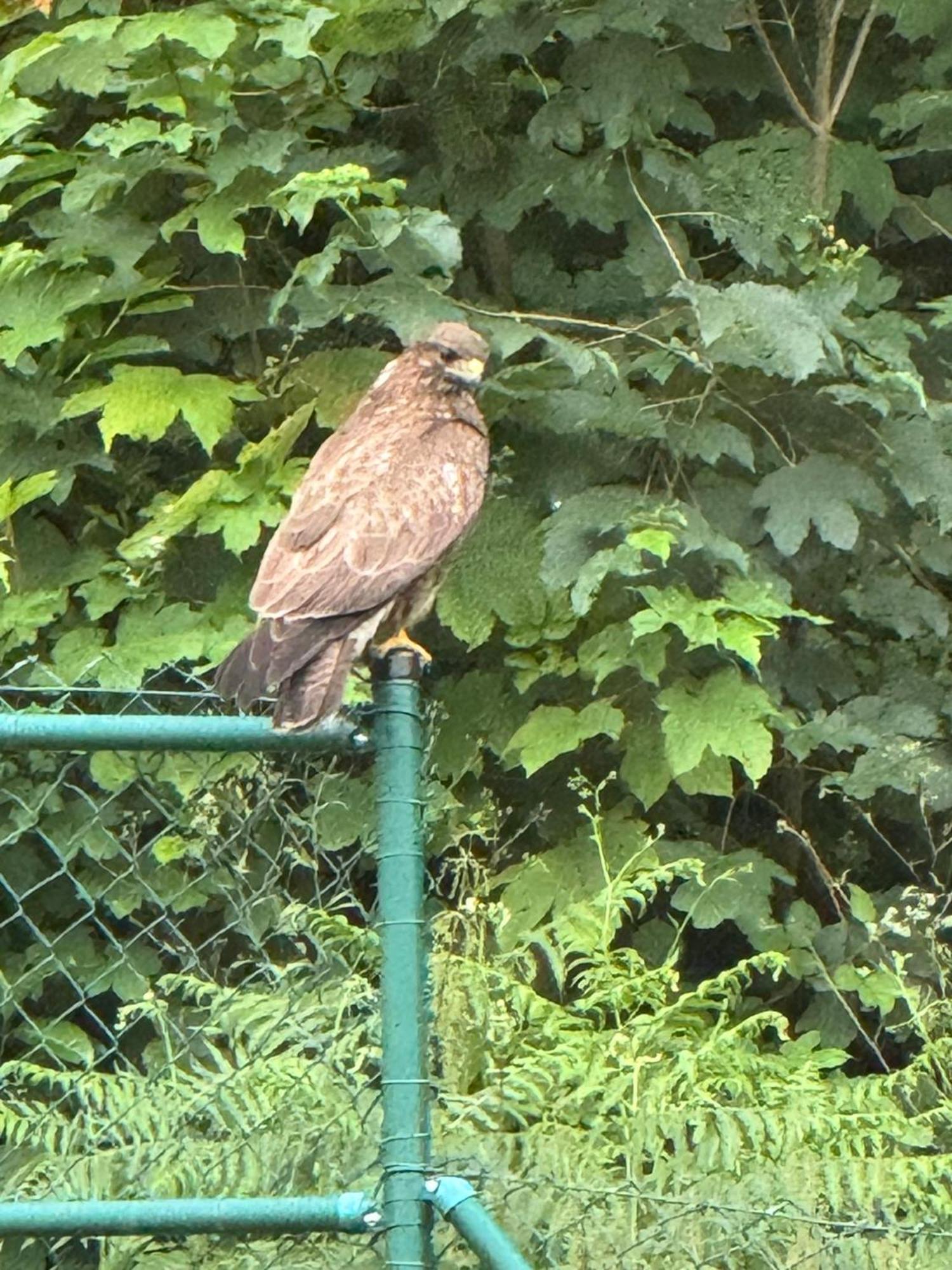 Hawk *
